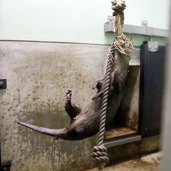 Cirque du Soleil Otter Can Hang by His Teeth