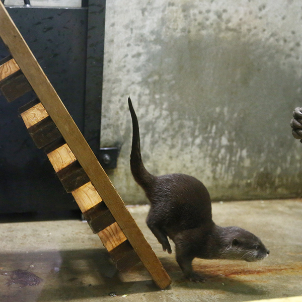 Otter Races Down a Ramp