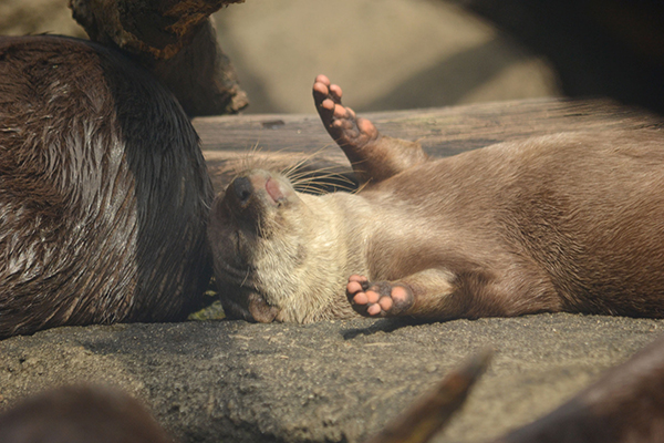 Sunbathing Otter Soaks Up the Rays