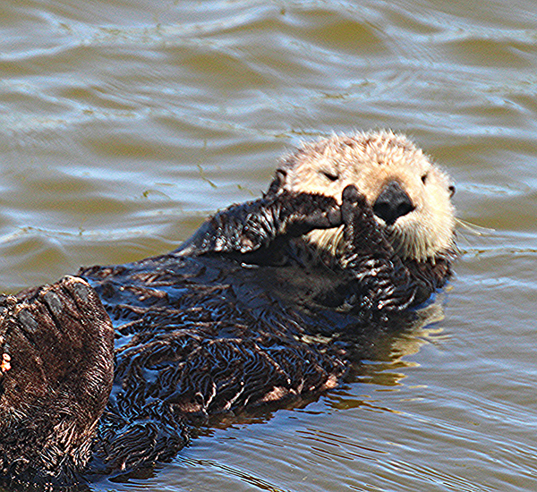 Sea Otter Referee Calls for a Time-Out