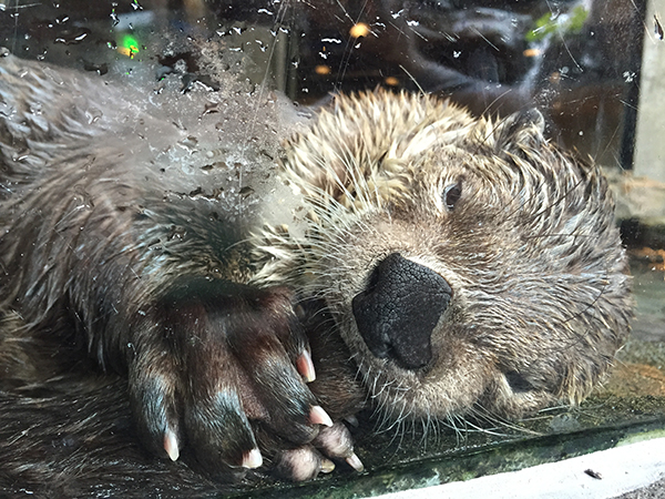 Sleepy Otter Sucks His Tail During a Nap 2