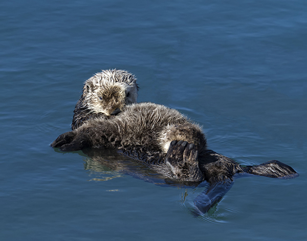Mother Otter Grooms Her Pup