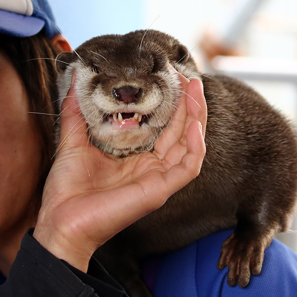 The Many Smooshed Faces of Otter 2