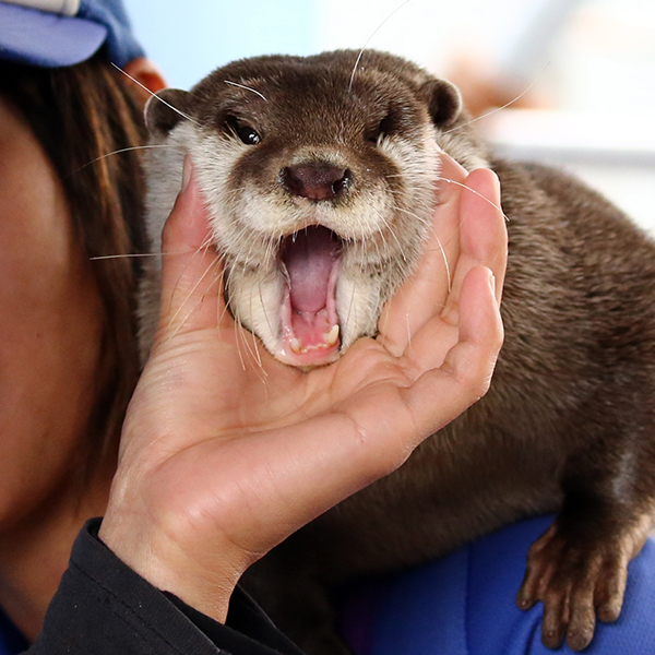 The Many Smooshed Faces of Otter 3