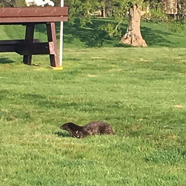 Thoughtful Otter Tests Out the Event Course for His Equine Friends