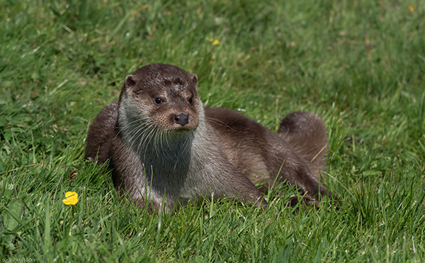 Contemplative Otter Lounges in the Grass and Thinks