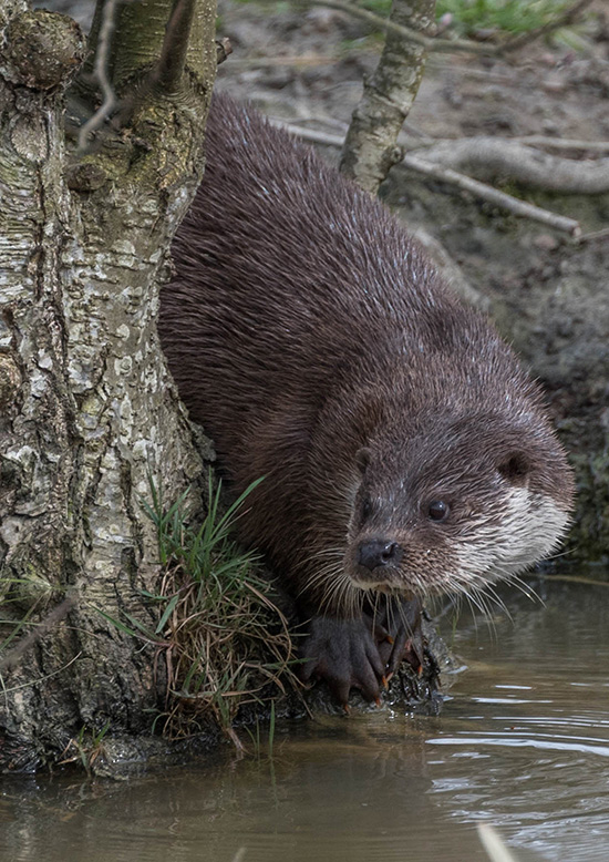 Otter Slinks Quietly Into the Water