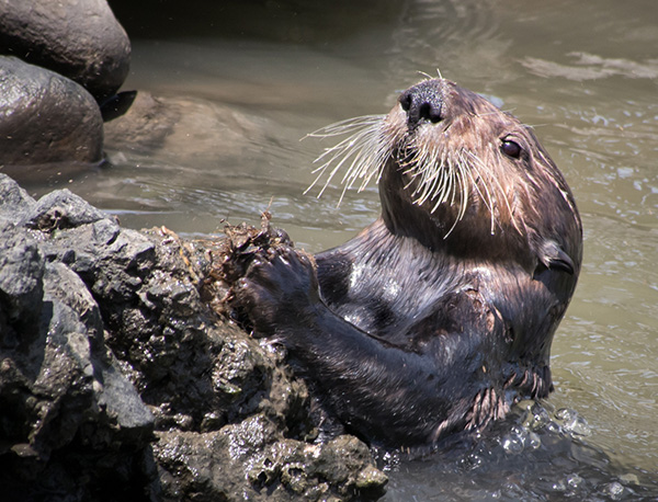 Sea Otter Uses a Rock to Open a Shell