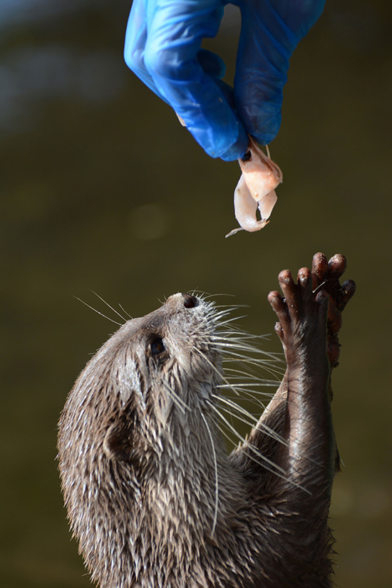 Otter Reaches Up to Receive a Treat