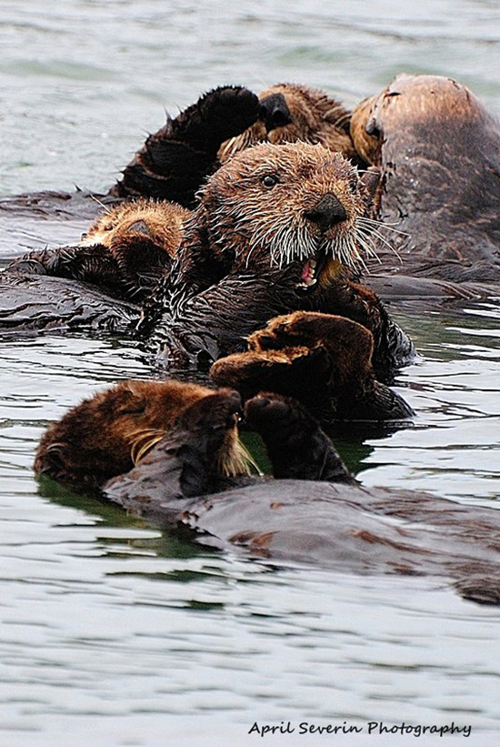 Sea Otter Sees Something Downright Shocking!