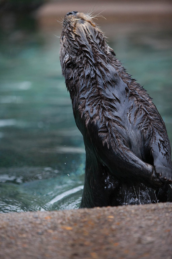 Sea Otter Just Needs a Wig to Properly Practice the Ariel Hair Flip