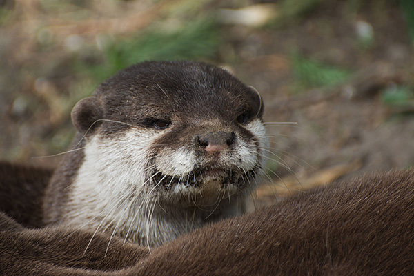 Otter Plots Revenge After Having Been Tricked into Eating a Dirt Fish