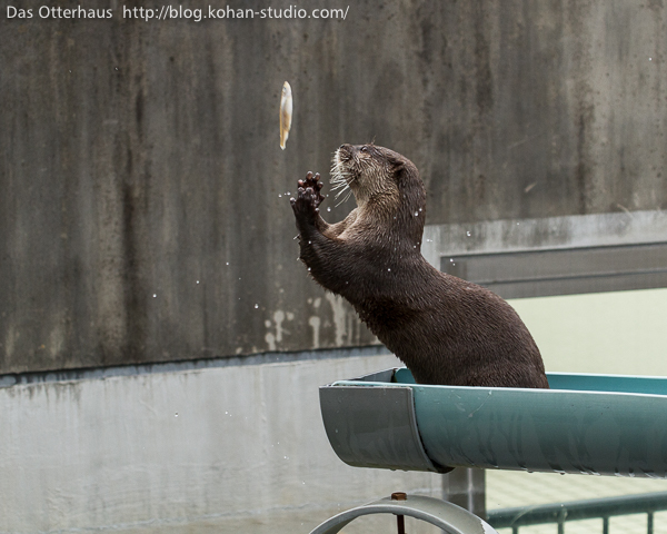 Great Catch, Otter! 1