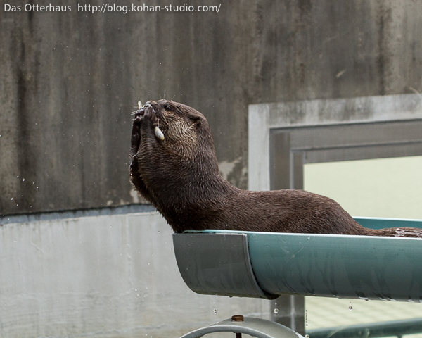 Great Catch, Otter! 2