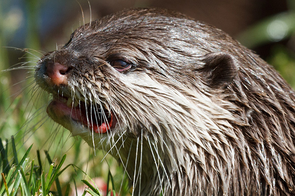 Otter Is Disgusted, Just Disgusted!