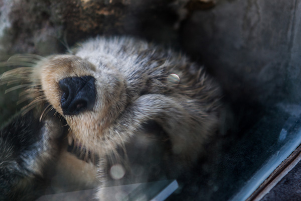 Sea Otter Has a Very Smooshable Face