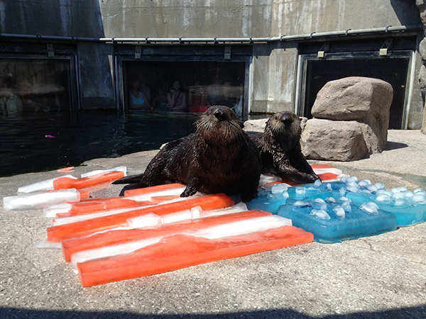 Sea Otters Wish Their American Friends a Happy Independence Day
