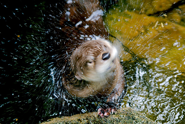 Don't Get Too Close to a Wet Shaking Otter