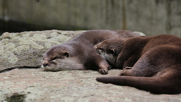 Otter Sleeps with His Nose in His Friend's Armpit