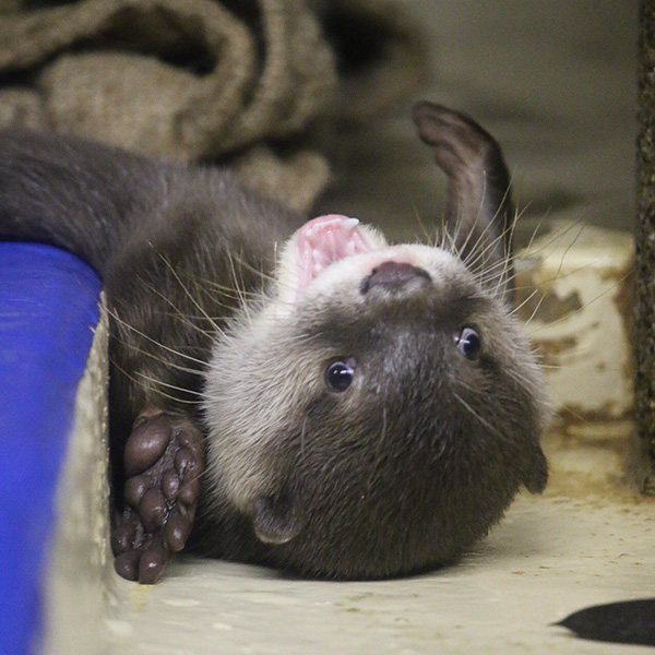 Otter Pup Looks So Happy and Playful!
