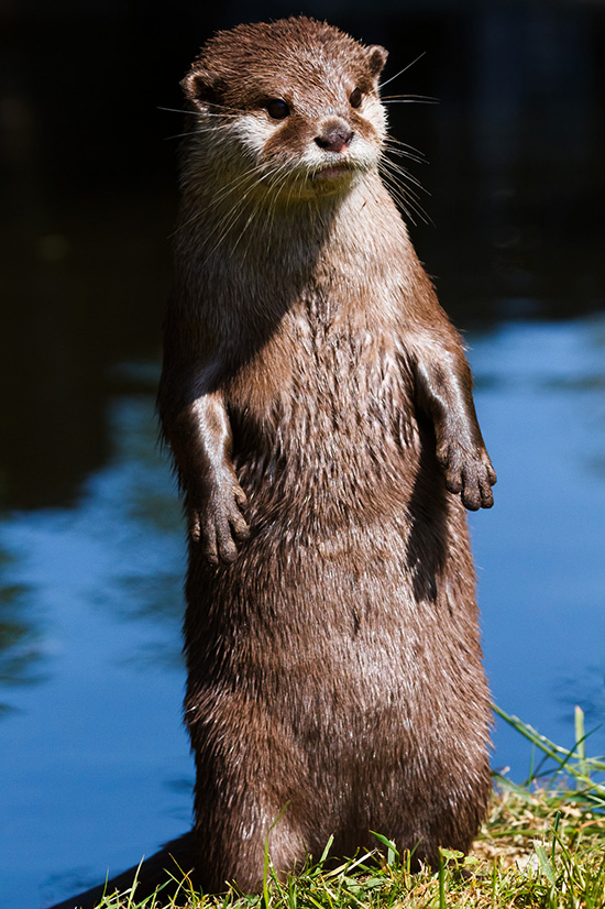 Otter Does Not Like the Looks of Something