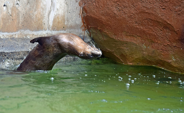 Otter Does a Back Flip into the Water