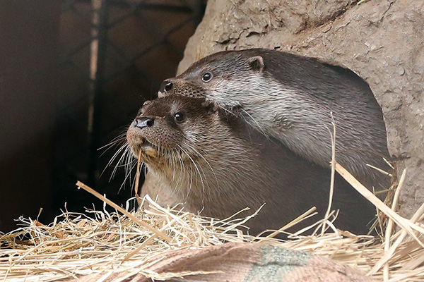 Impatient Otter Just Can't Wait for Her Friend to Move Out of the Way