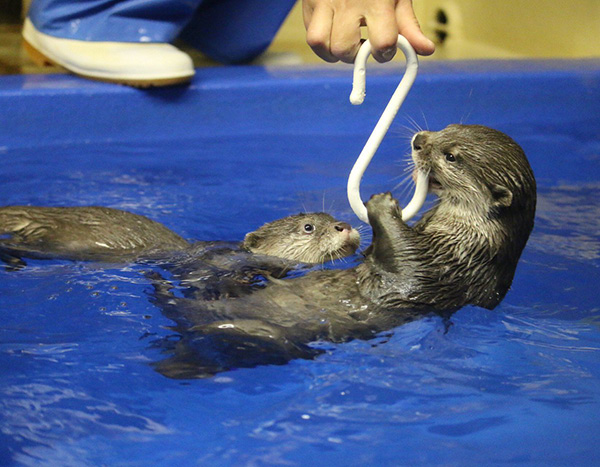 Human Has Caught a Little Otter!