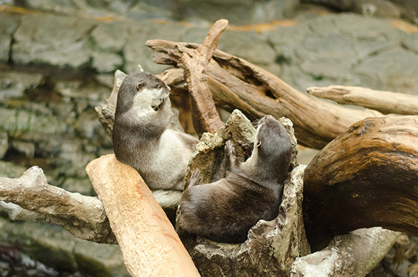 Otters Find Some Good Seats