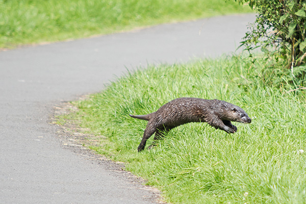 Otter Leaps into the Grass