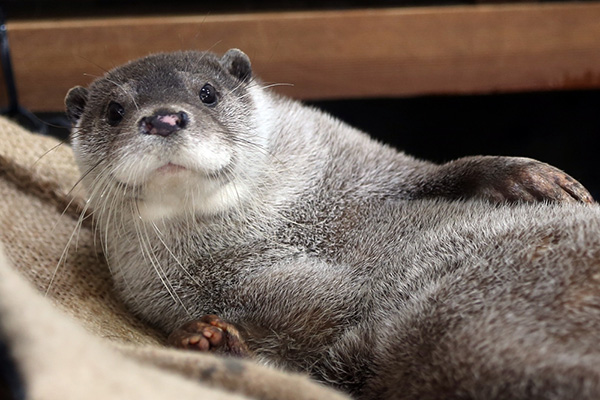 Otter Shows Off His Luxurious Fur