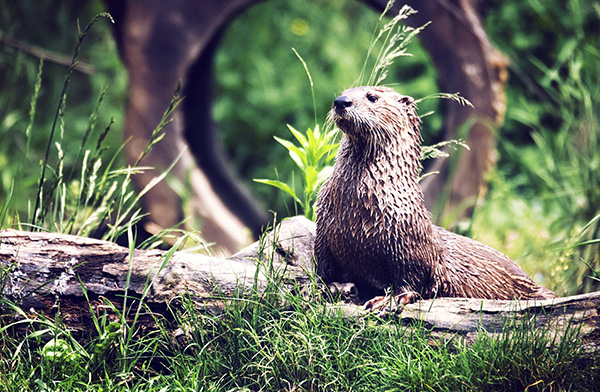 Otter Stands at Attention
