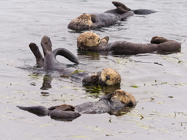A Raft of Sea Otters Have a Lazy Morning