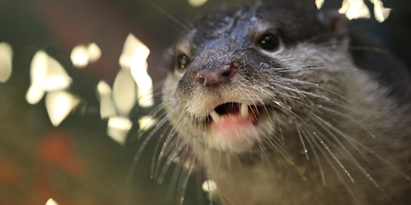 Otter Is Mesmerized