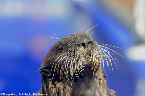 A New Resident Arrives at Monterey Bay Aquarium