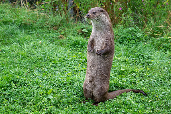 Shy Otter Is a Little Hesitant to Introduce Himself to the Others