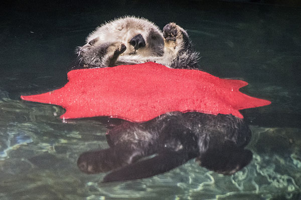 Sea Otter Naps with a Makeshift Blanket