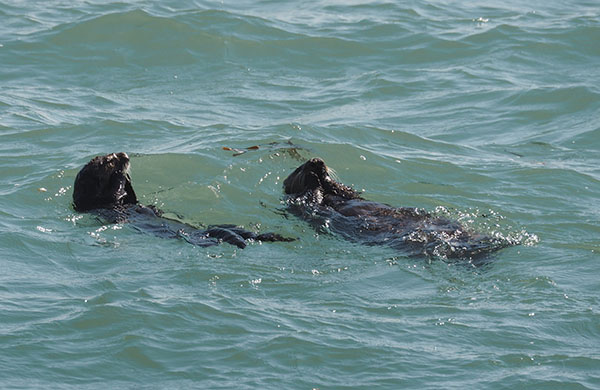 Sea Otters Practice Their Synchronized Grooming Routine