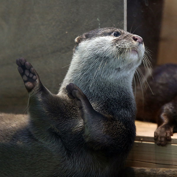 Otter Does the Hula Dance