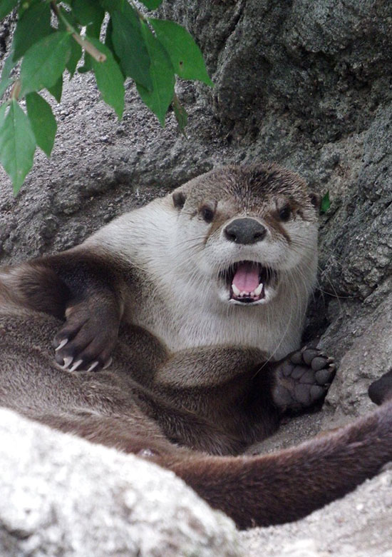 Otter Has Noticed the Paparazzi