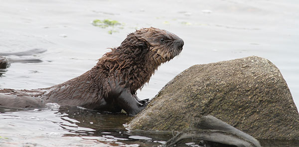 Sea Otter Pup Takes a Break on a Rock
