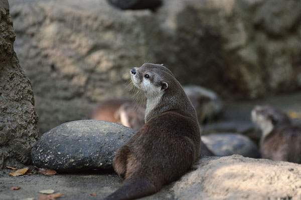 Model Otter Perfects Her "Wistfully-Gazing-Over-the-Shoulder" Pose