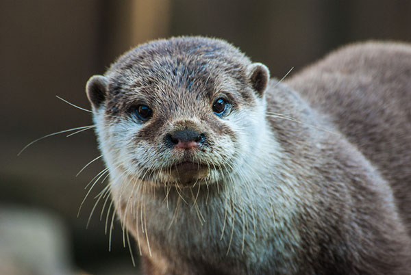 Otter Makes Eye Contact