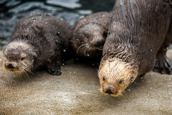 Sea Otter Awareness Week 2016 Starts Today!