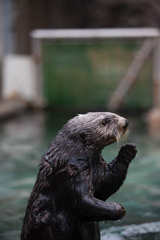 Sea Otter Does the Robot