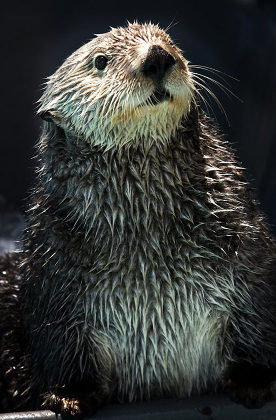 Sea Otter Is at Attention