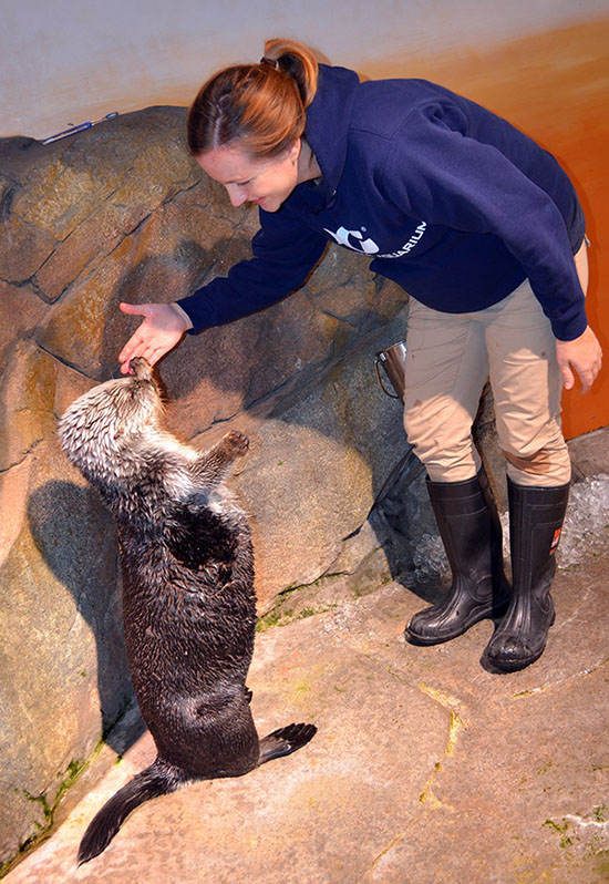 Lucky Human Gets a High-Five from Sea Otter