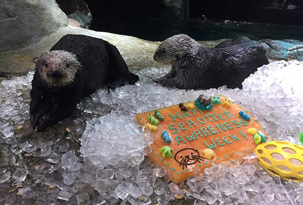 Sea Otters Celebrate Another Great Sea Otter Awareness Week