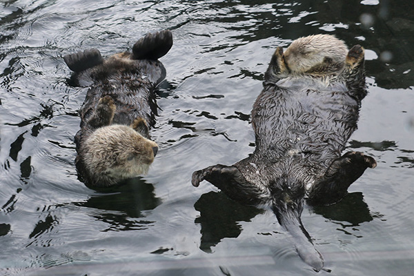 Sea Otters Nap Heads to Heels