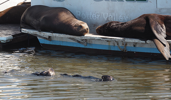 Sea Otters Float Over to Say Hi to Their Sea Lion Pals